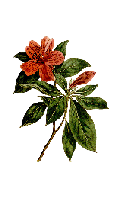 Fleur, Ancien, Rhododendron, Art, La Peinture, Dessin